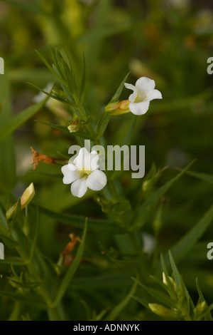 Gratiole, Gratiola officinalis Frankreich Stockfoto