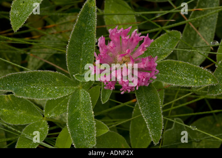 Zick-Zack Klee Trifolium Medium nach Regen Dorset Stockfoto