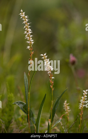 Alpine Bistort, Polygonum vivipara, in Blüte mit Bulbilen unter Blumen Selten in Großbritannien Stockfoto