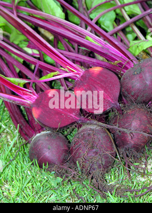 Rote Bete BETA VULGARIS BOLTARDY Stockfoto