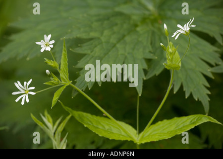Holz Stitchwort (Stellaria Nemorum) in Blüte, Nahaufnahme Stockfoto