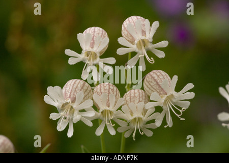 Blase Campion (Silene Vulgaris) in Blüte, Nahaufnahme Stockfoto