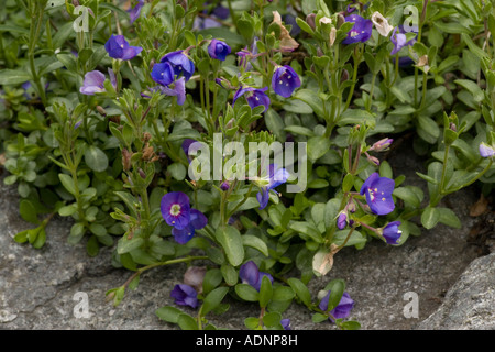 Rock speedwell, Veronica fruticans in Blüte Schweden sehr seltene Pflanze aus Großbritannien Stockfoto