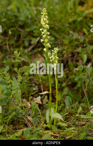 Kleine weiße Orchidee Pseudorchis Albida Leucorchis Albida Schottland Stockfoto