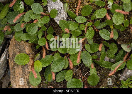 NET-leaved Weide Salix Reticulata Schweden Stockfoto