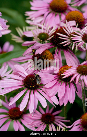 Hummel (Bombus Spp) auf Sonnenhut (Echinacea Purpurea) Arten ist wahrscheinlich Bombus Terrestris - England UK Stockfoto