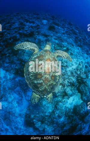 Eine grüne Schildkröte, Chelonia mydas, schwimmt oben eine tiefe Korallenriffe in Palau. Schildkröten sind in diesem abgelegenen Insel Nation. Stockfoto