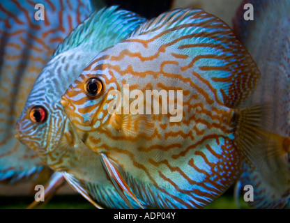 Diskusfische in ein tropisches Aquarium Balz Farben anzeigen. Stockfoto