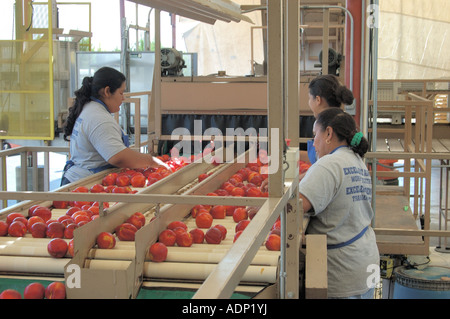 Inspektion von Pfirsichen und Keulung lehnt in einer Verpackung Schuppen zentrale San Joaquin Valley Kalifornien USA Stockfoto