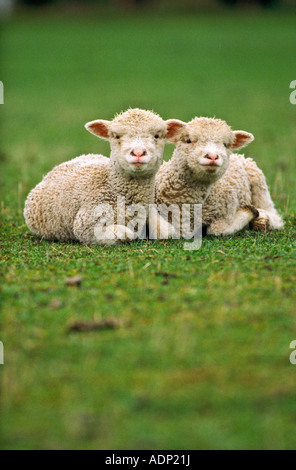 Frühjahr Lämmer, Neuseeland Stockfoto