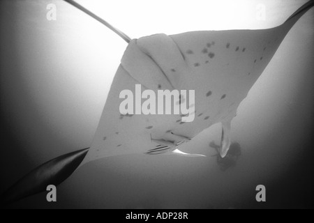 Eine riesige Manta-Rochen, Manta Birostris schwimmt in Richtung eines Tauchers in Mikronesien. Stockfoto