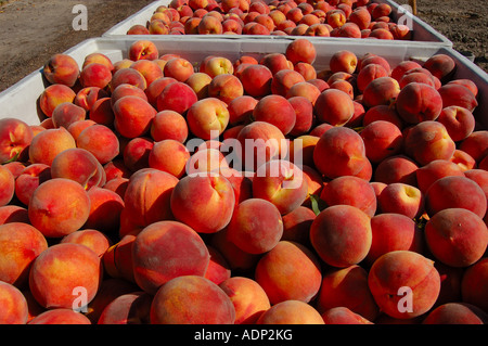 Pfirsich Prunus Persica an einem Lagerplatz während der Ernte auf einem Pfirsich-Obstgarten nahe Reedley Kalifornien Stockfoto