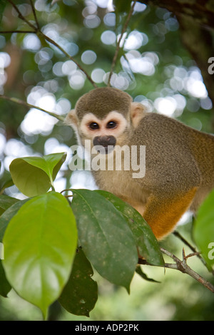 Gemeinsamen Totenkopfaffen Saimiri Sciureus im Regenwald Raleigh fällt Surinam, auf einem Ast Stockfoto