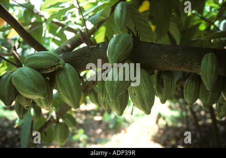 Reifen Kakaoschoten an dem Busch in einer Plantage in Mindanao Philippinen Stockfoto