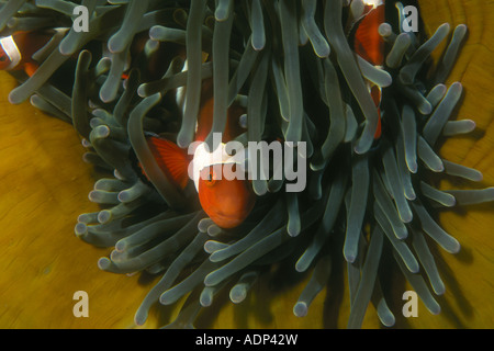 Ein falscher Clownfisch, Amphiprion ocellaris, kuschelt in die fangarme seines Wirtes Anemone auf einem Korallenriff in Indonesien. Stockfoto