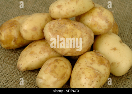 Jersey Royal Kartoffeln ex-Supermarkt Shop gekauft Knollen Stockfoto