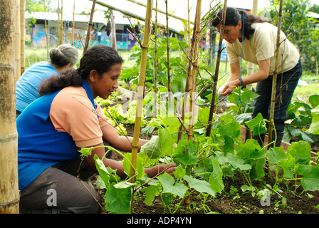 Bio-Gemüsegarten in Mindo, Frauen binden Tomatenpflanzen, Stöcke, Ecuador Stockfoto