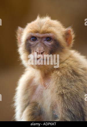 Berberaffe (Macaca Sylvanus) aka Gibraltar ape Stockfoto