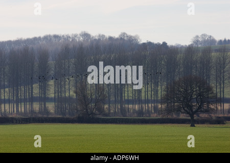 Schwarm Kiebitze Fliege vorbei an Pappeln über Bourton an das Wasser Gloucestershire United Kingdom Stockfoto