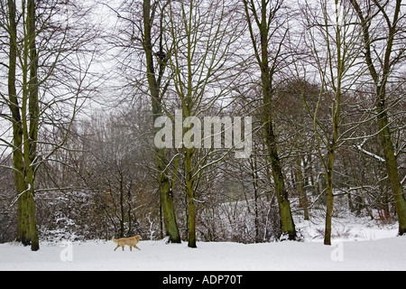 Golden Retriever Hund an einem s Wintertag im Schnee bedeckt Hampstead Heath North London Vereinigtes Königreich Stockfoto