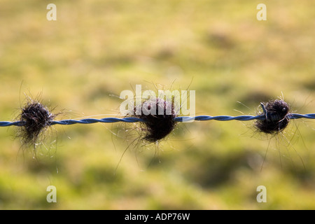 Rinder-Haar gefangen auf Stacheldrahtzaun in Oxfordshire Feld Bruern The Cotswolds Vereinigtes Königreich Stockfoto