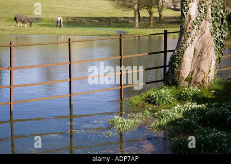 Pferde grasen auf überfluteten Gebiet in Oxfordshire The Cotswolds Vereinigtes Königreich Stockfoto