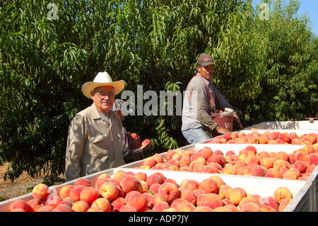 Crew-Chef und Bauernhof-Arbeiter ernten Pfirsich Prunus Persica in einem Pfirsich-Obstgarten nahe Reedley Kalifornien Stockfoto