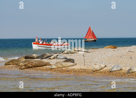 Dichtung, Kolonie, Blakeney Point, North Norfolk, england Stockfoto