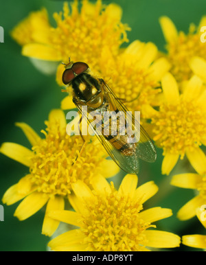 Marmelade-Hoverfly (Episyrphus balteatus) als Fütterung an einer gelben zusammengesetzten Asteraceae-Blume Stockfoto