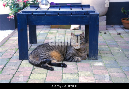 Tabby Katze im Garten unter einem Tisch liegend Stockfoto