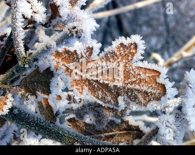 Eichenlaub in Frost bedeckt Stockfoto