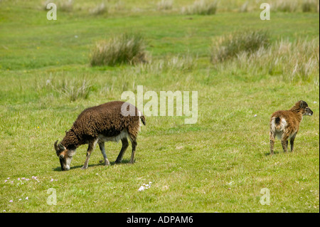 Soay Schafe auf Lundy Island, Devon, UK Stockfoto