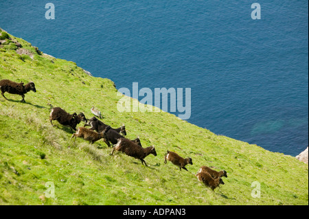 Soay Schafe auf Lundy Island, Devon, UK Stockfoto