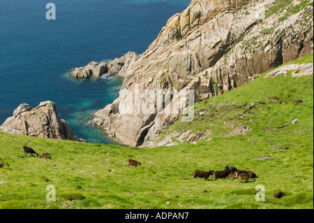 Soay Schafe auf Lundy Island, Devon, UK Stockfoto