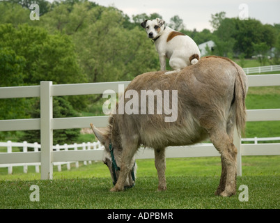 Jack Russel Terrior Hund, Reiten auf dem Rücken eines Esels Stockfoto