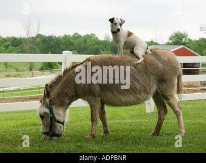 Jack Russel Terrior Hund, Reiten auf dem Rücken eines Esels Stockfoto