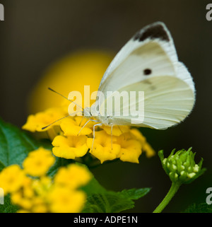 Kohl weiß Schmetterling (Pieris Brassicae) auf Lantana. Oklahoma, USA. Stockfoto