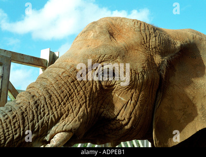 Nahaufnahme der Elefanten in einem Zoo in England. Stockfoto