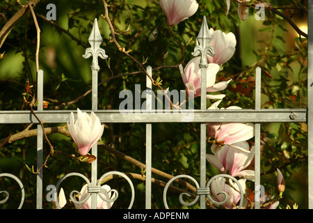 Stillleben mit Tulpen-Magnolie - Magnolia × soulangeana Stockfoto