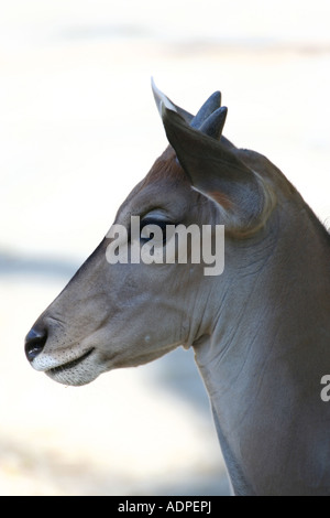 Gemeinsame Eland Baby - Tragelaphus Oryx Stockfoto