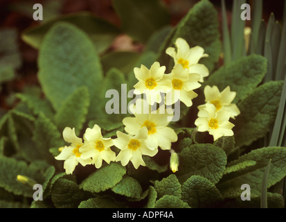 Primel Primula vulgaris Stockfoto