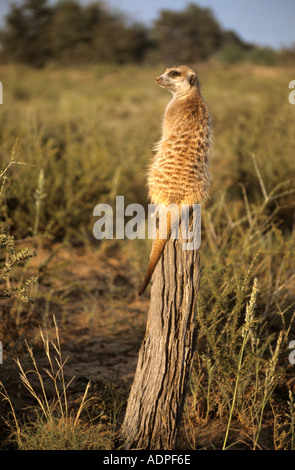 Erwachsene männliche Erdmännchen (Suricata Suricatta) stehend auf einem Baumstumpf Ausschau nach Gefahr, Northern Cape, Südafrika Stockfoto