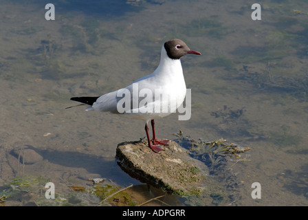 Black-Headed Gull stehend auf einem Stein im Wasser Stockfoto