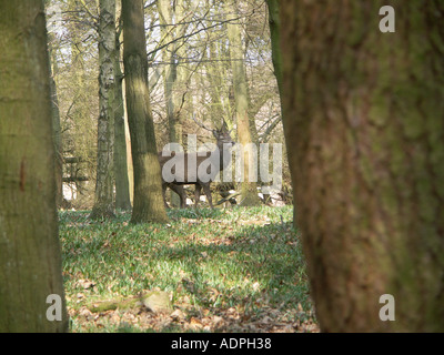 Hirsch zwischen den Bäumen in Bradgate Park Stockfoto