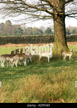 Damwild in Bradgate Park Stockfoto