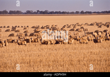 Merino-Schafe, Victoria, Australien Stockfoto