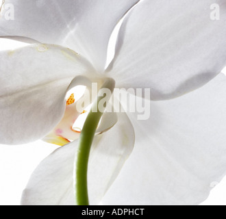 Phalaenopis Orchidee Close up auf weißem Hintergrund Stockfoto
