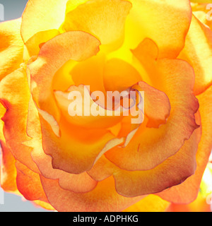 Nahaufnahme von der Mitte des eine gelbe rose Stockfoto