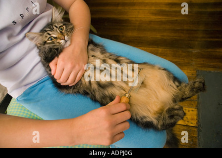 Pflege einer langhaarigen sibirischen Katze Stockfoto