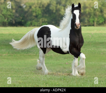 Gypsy Vanner Horse Jährling Fohlen Stockfoto